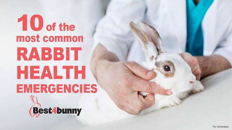 Complete Rabbit Care Guide for Beginners