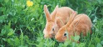 What Do Rabbits Eat? Complete Nutrition Guide🥕
