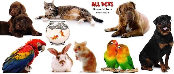 How to Keep Your Pet  Bird Healthy and Stress-Free