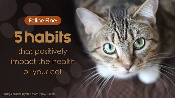 Pet First Aid: What Every Pet Owner Should Keep at Home