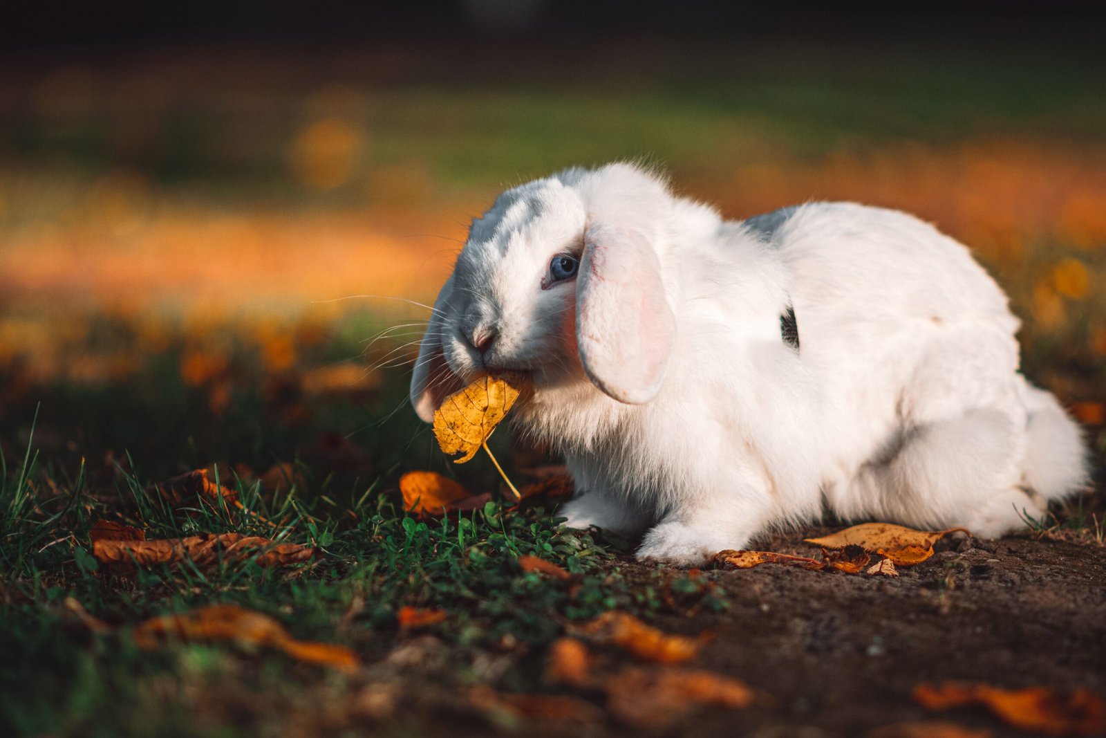 What Do Rabbits Eat? Complete Nutrition Guide