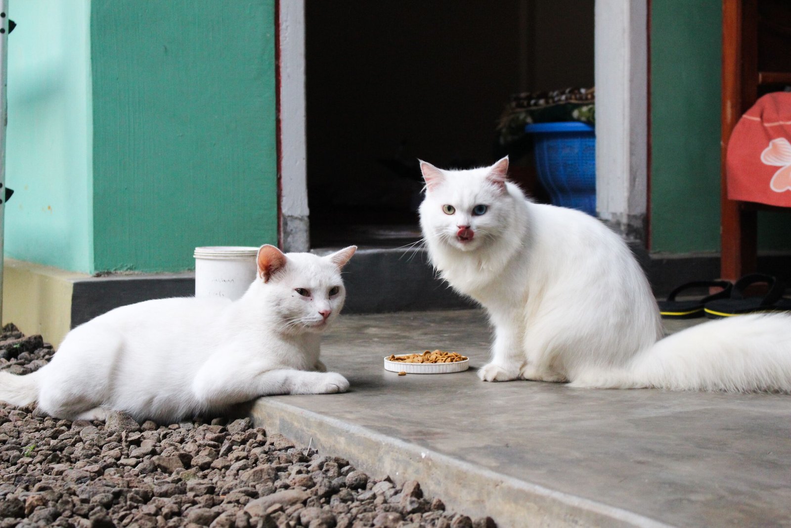Best Cat Food: How to Choose the Right Diet for Your Cat