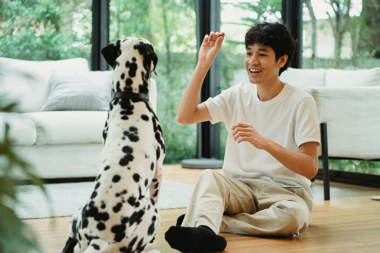 How to Train Your Dog at Home: A Beginner’s Guide