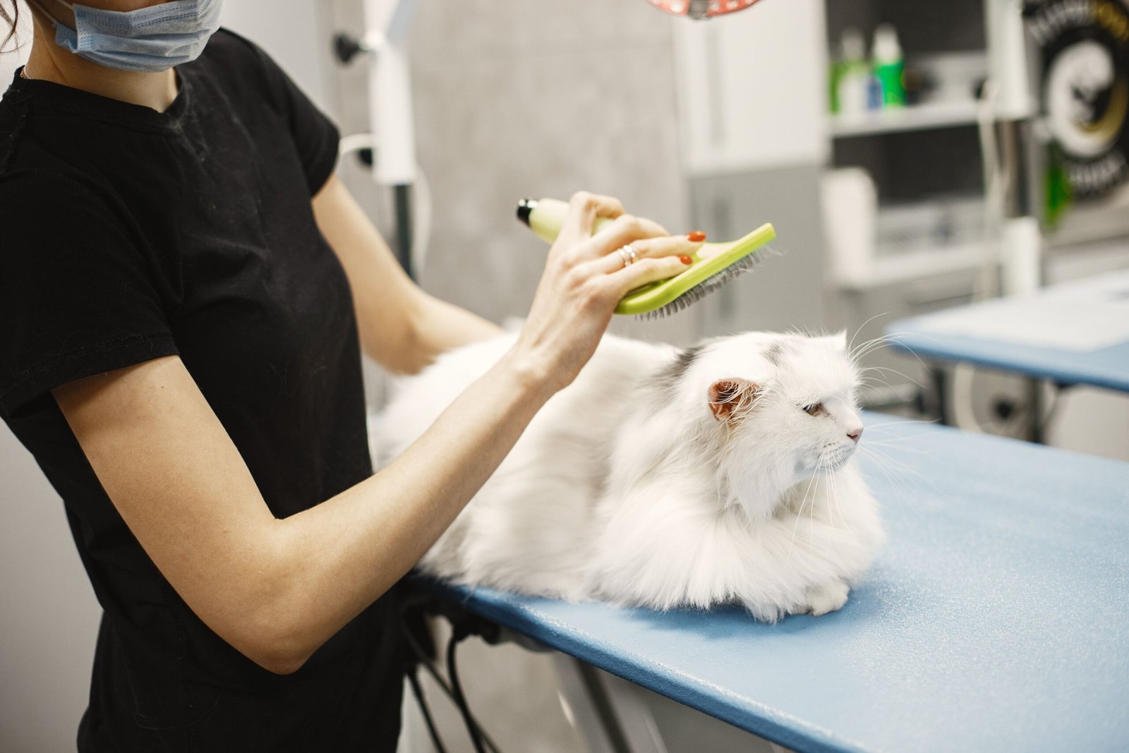 Complete Cat Care Guide: Food, Hygiene, Health & Behavior