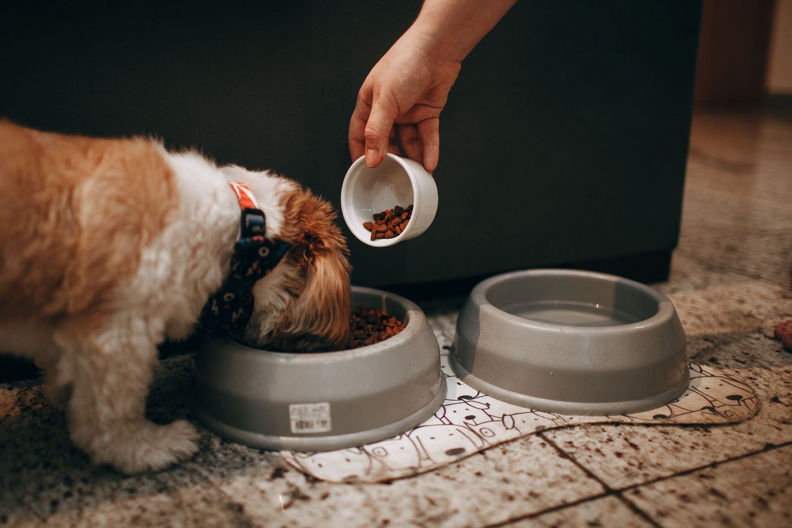 The Ultimate Guide to Feeding Your Pet a Healthy Diet