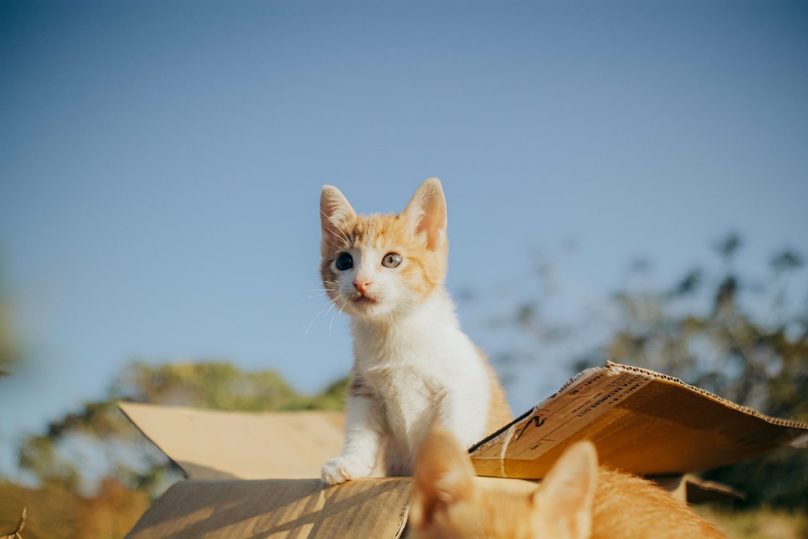 How to Keep Your Cat’s Litter Box Clean and Healthy