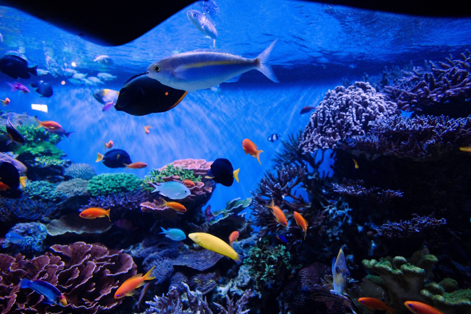 How to Set Up the Perfect Aquarium for Beginner Fish Owners