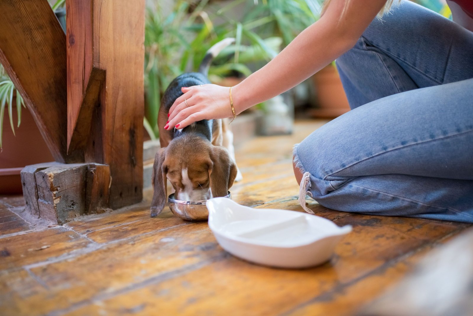 Best Foods for Dogs: What Should Your Dog Eat?