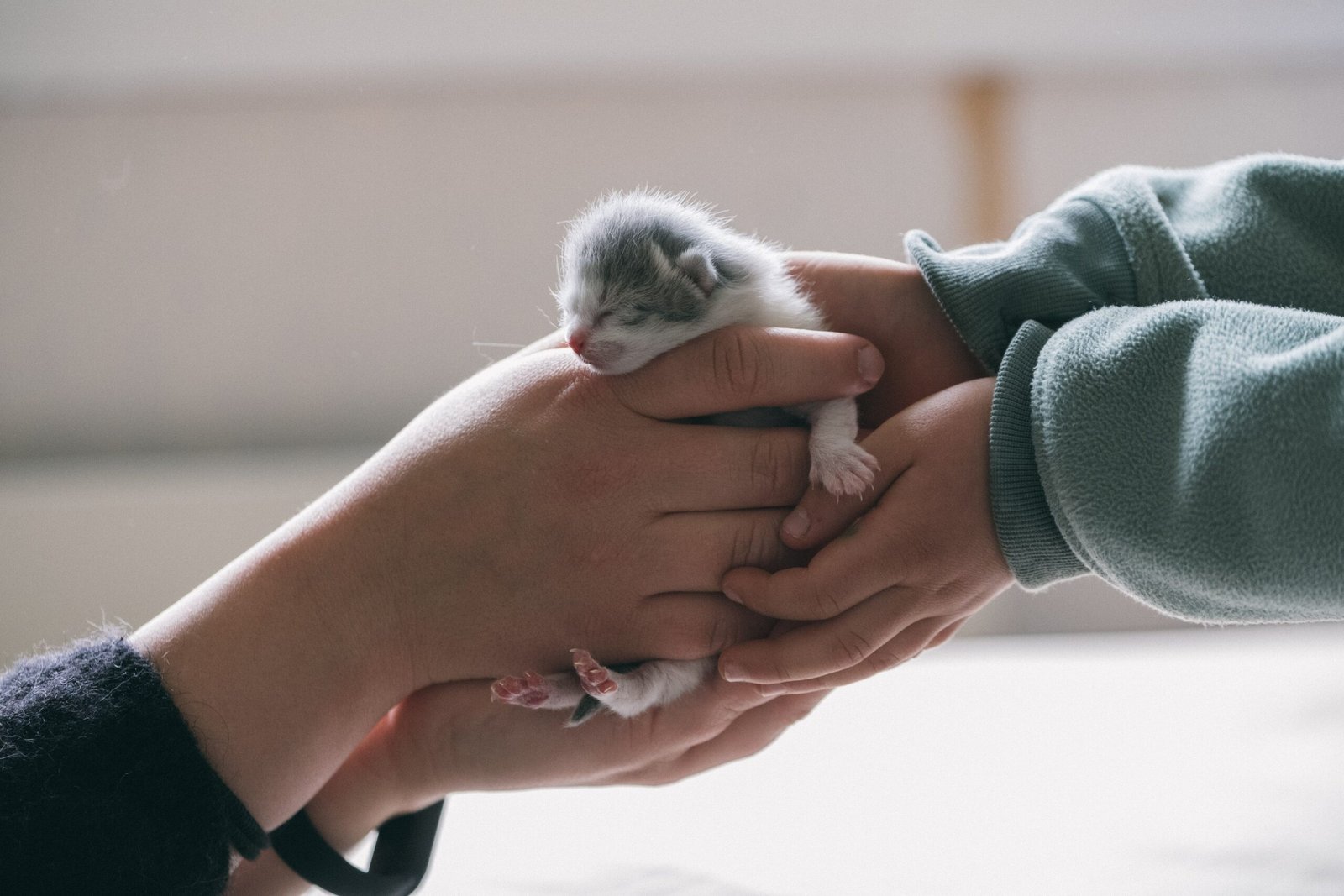 How to Take Care of a Newborn Kitten