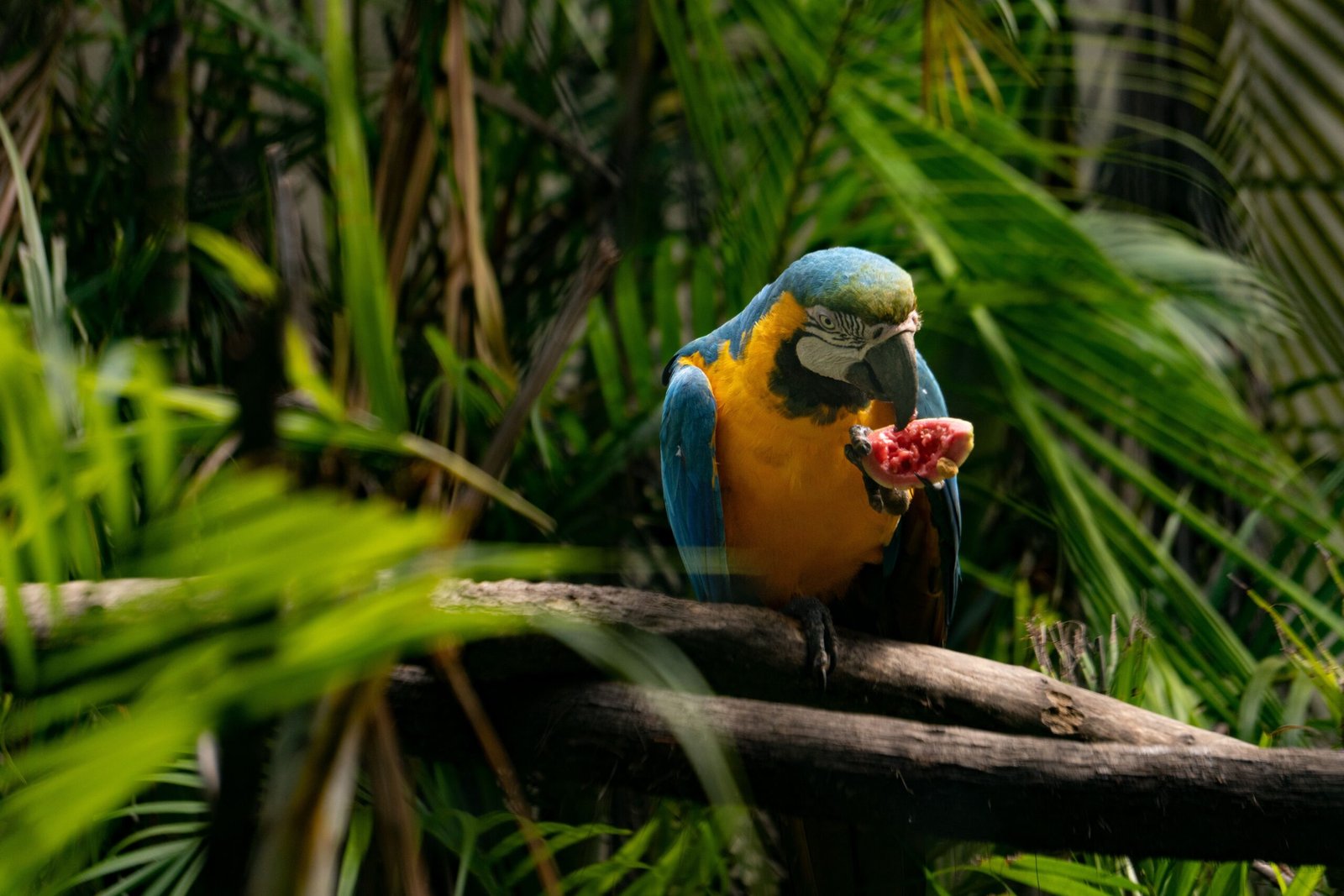 Best Foods for Pet Birds: A Complete Feeding Guide