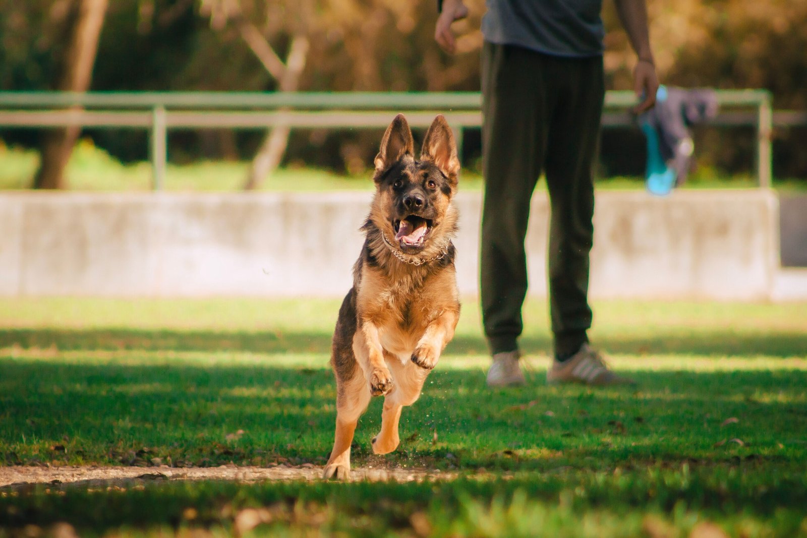 How to Keep Your Dog Healthy, Active, and Happy