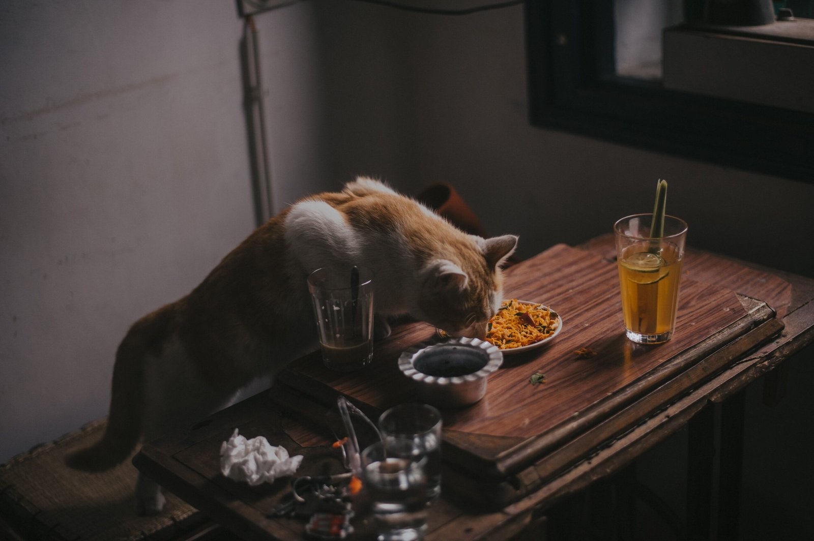 Why Is My Cat Not Eating? Common Causes and What to Do