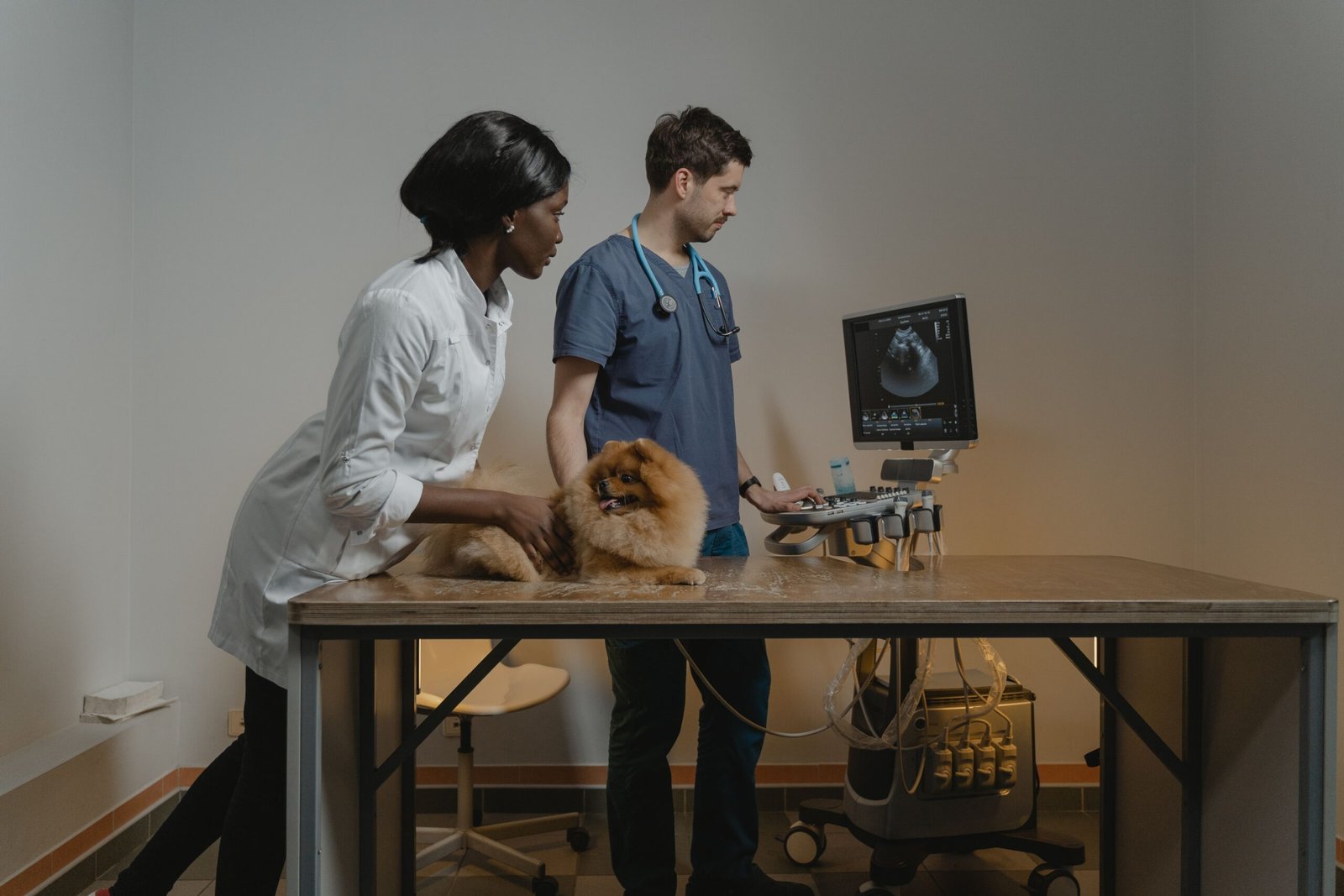 How Often Should You Take Your Pet to the Veterinarian?
