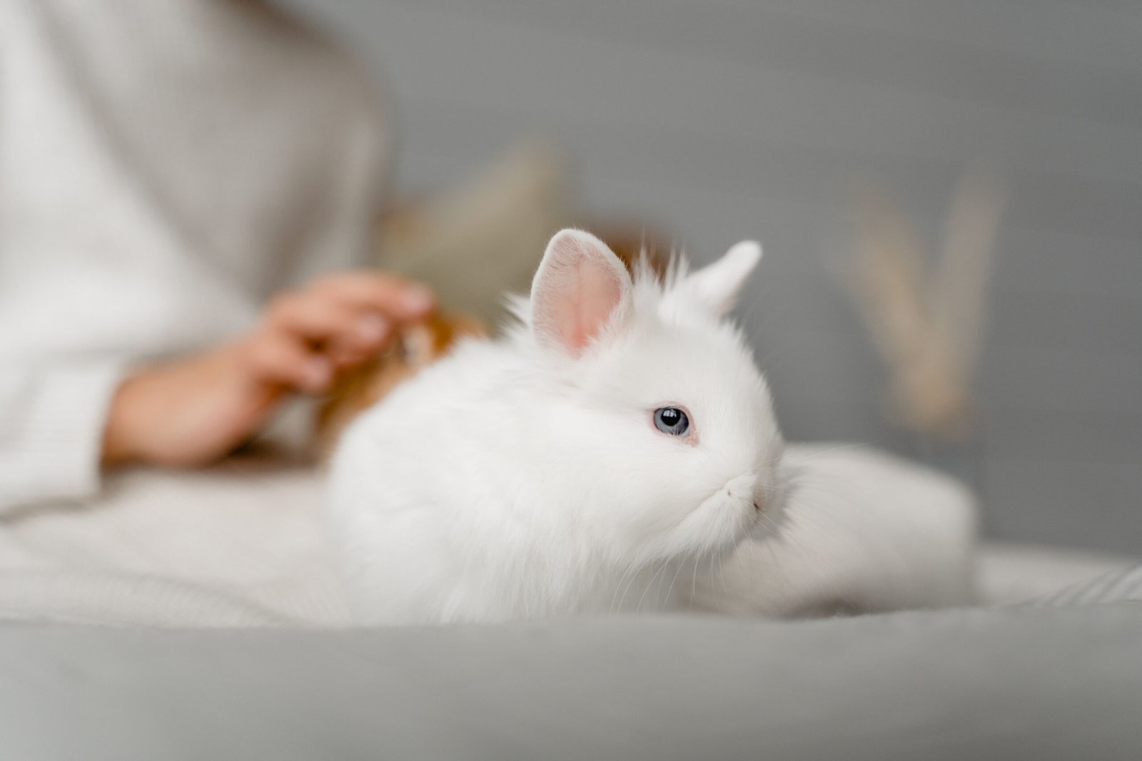 Complete Rabbit Care Guide for Beginners