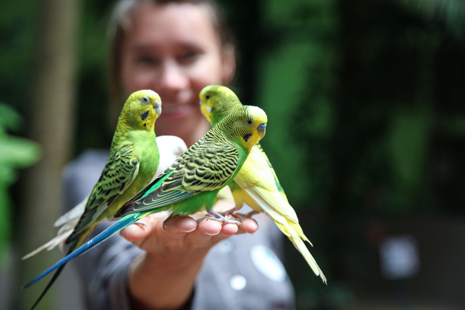 How to Keep Your Pet Bird Healthy and Stress-Free
